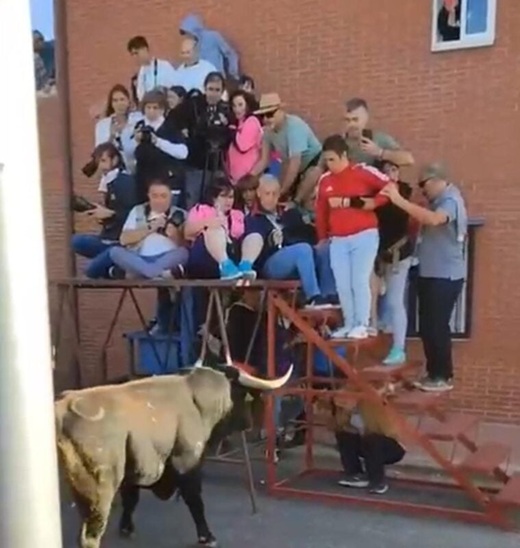 Un toro embiste al templete de prensa // Foto: vídeo difundido a través de redes sociales